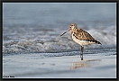 Rosse Grutto, Bar-tailed Godwit, Limosa lapponica Location, Tanji, the Gambia rosse grutto MG 2644 kopie